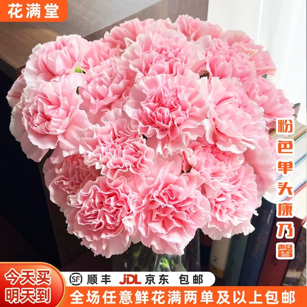 【次日达·粉色康乃馨】单头粉色康乃馨10枝装·全场两单顺丰包邮·基地直发·批发·鲜切花次日达·康乃馨次日达