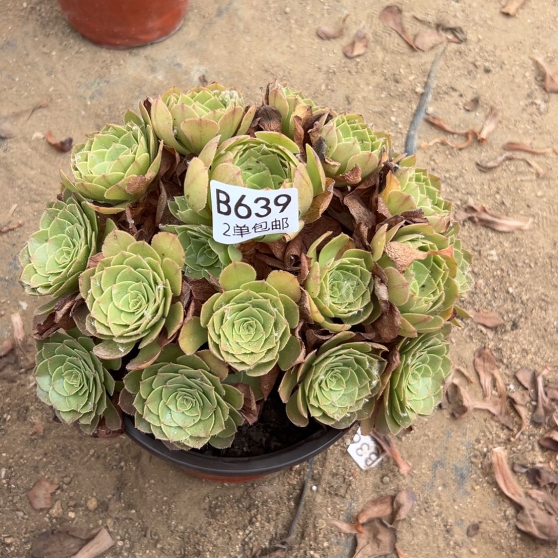 639多肉   桃花妖 不包断头