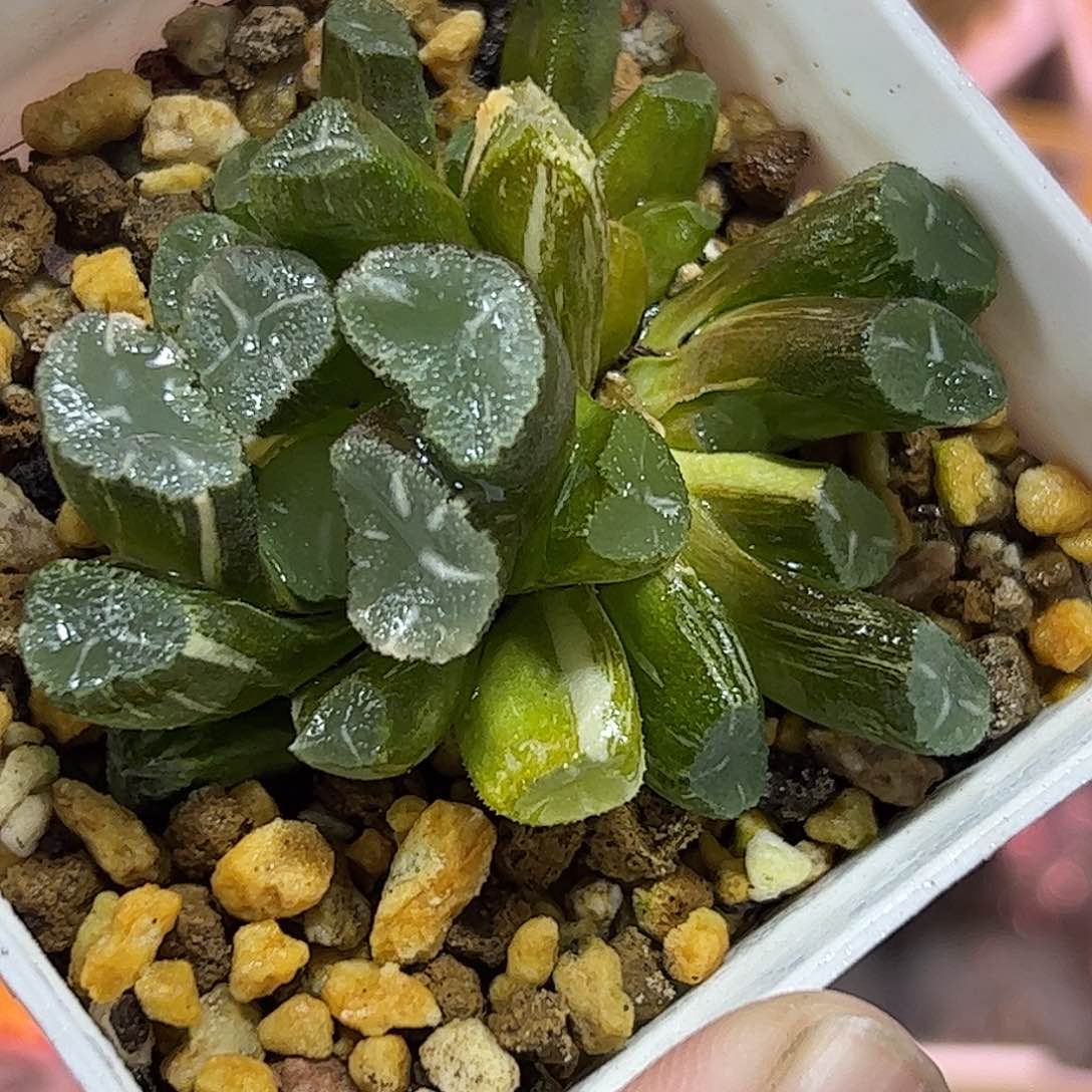 Om锦十二卷多肉植物满