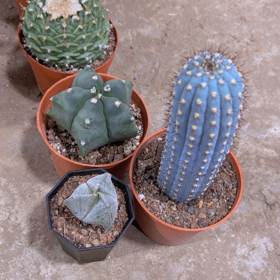 我是一言不合就发疯