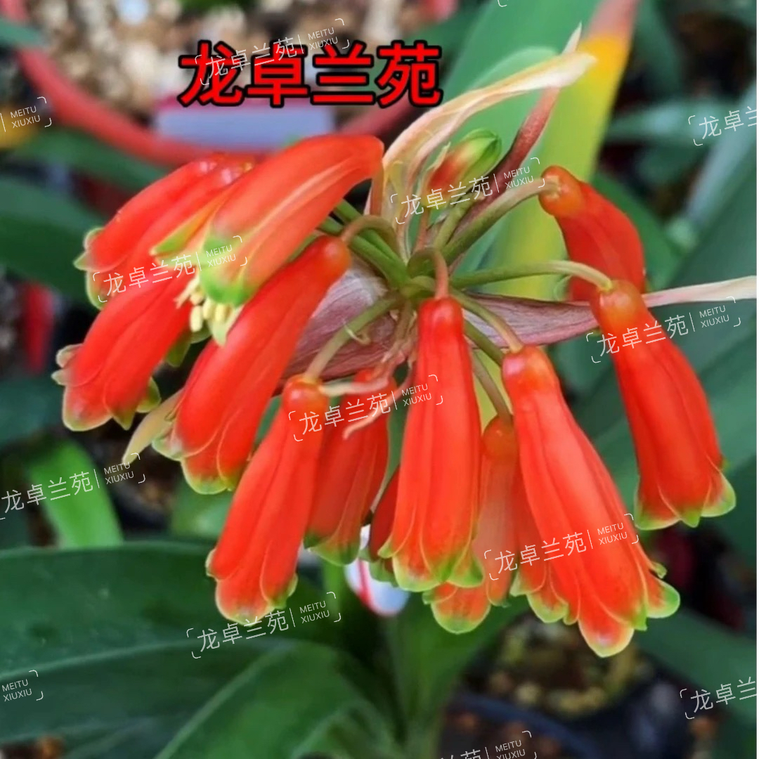 马德维尼红有茎短叶君子兰