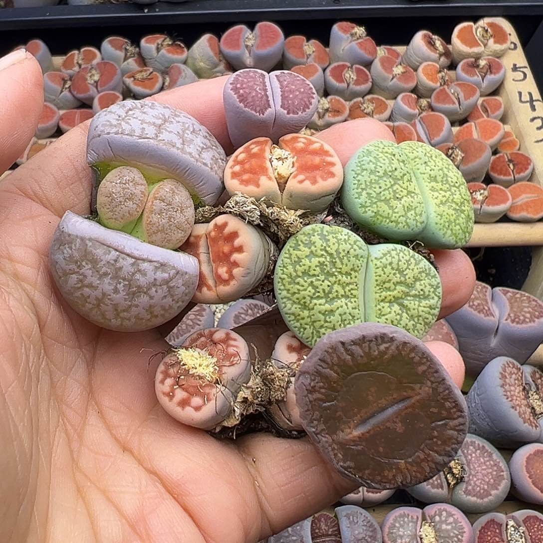 1507部分有伤长腿清货不售后