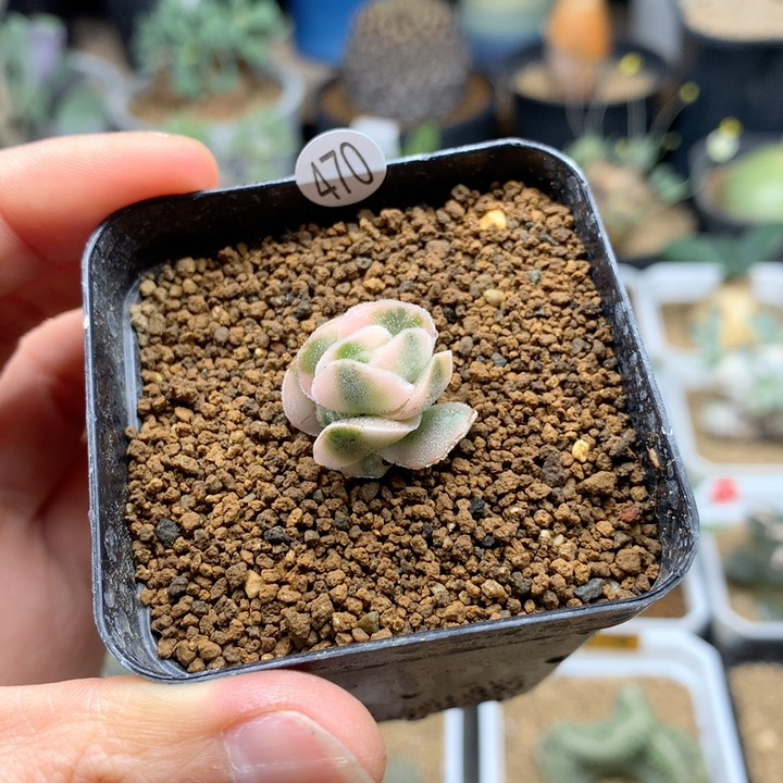 龙宫城锦青索龙属带盆