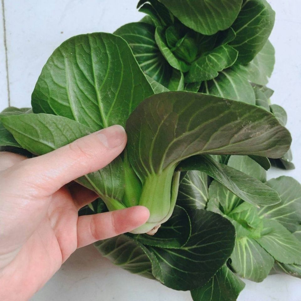 霜冻小白菜当季霜冻青菜新鲜露天青菜香糯软甜露天种植青菜