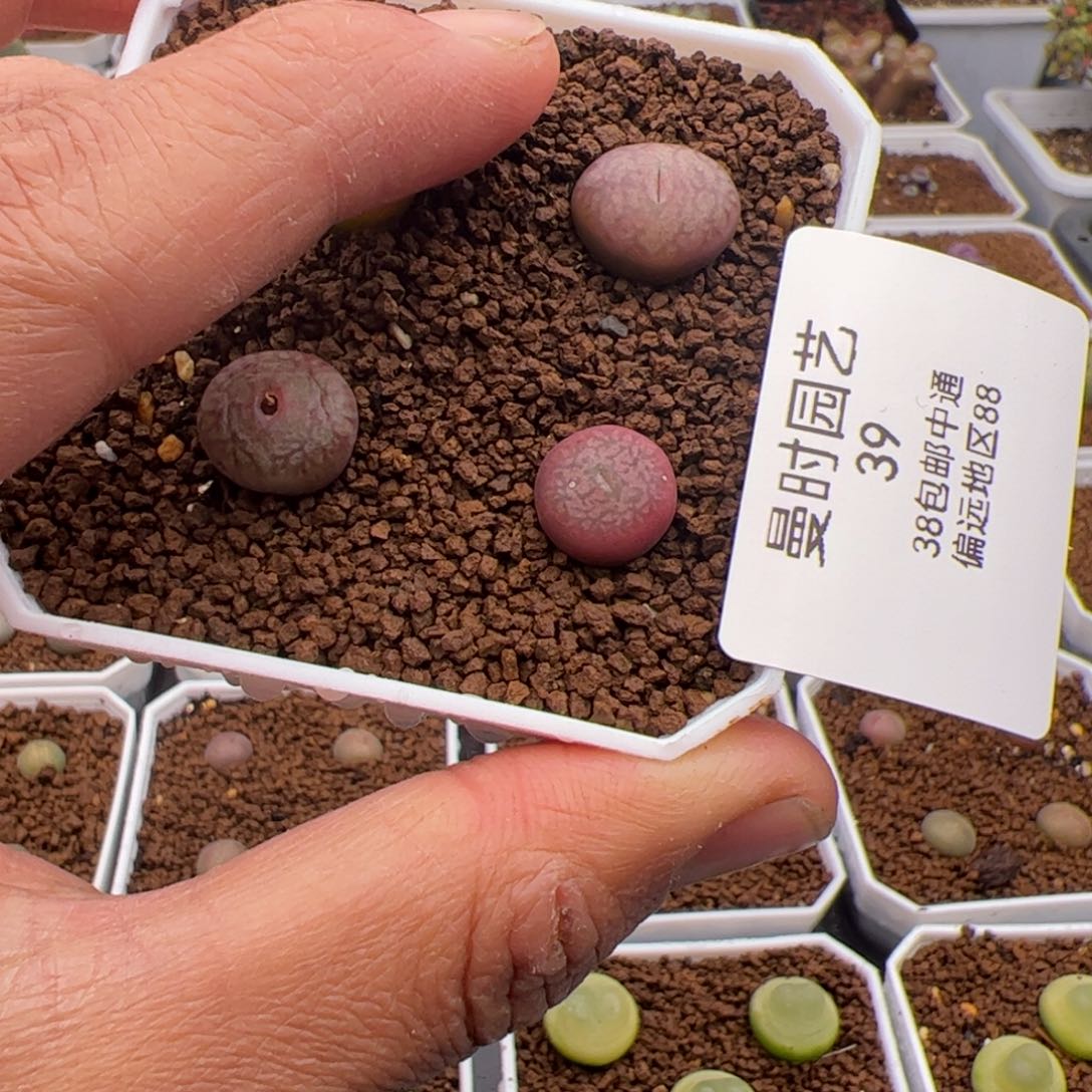 2.13毛杂多肉植物39