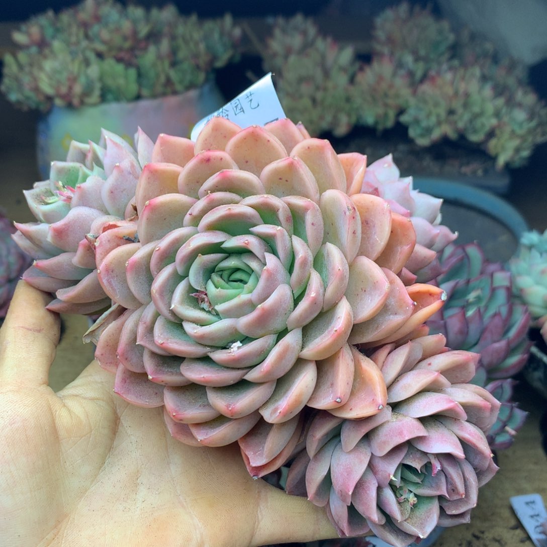 1057杂交精品基地 16厘米