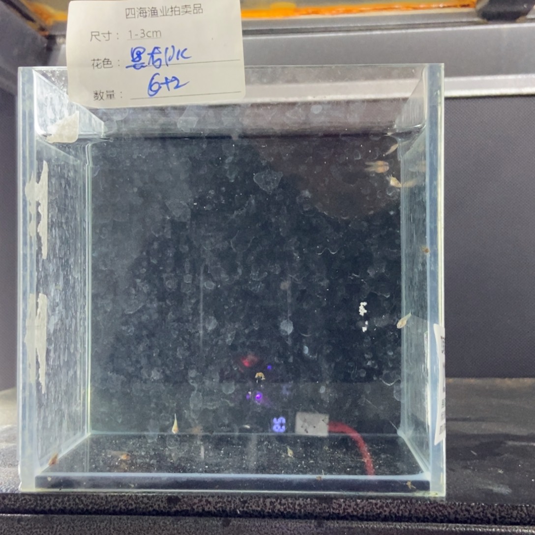 斗鱼包活不包损所见即所得022