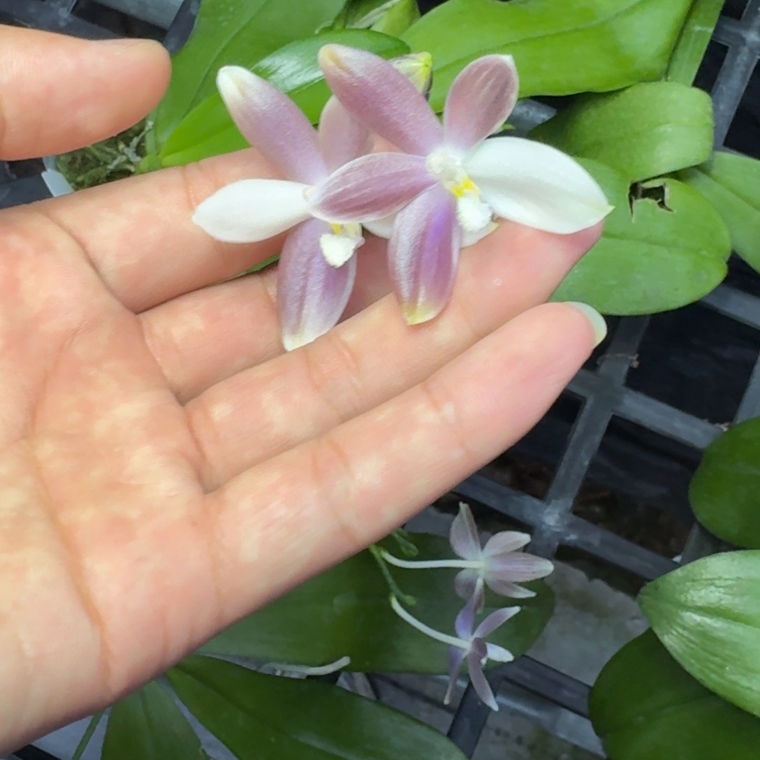 当前无花栽培后可以开花钢铁动力 瑕疵1.7 花剑开花