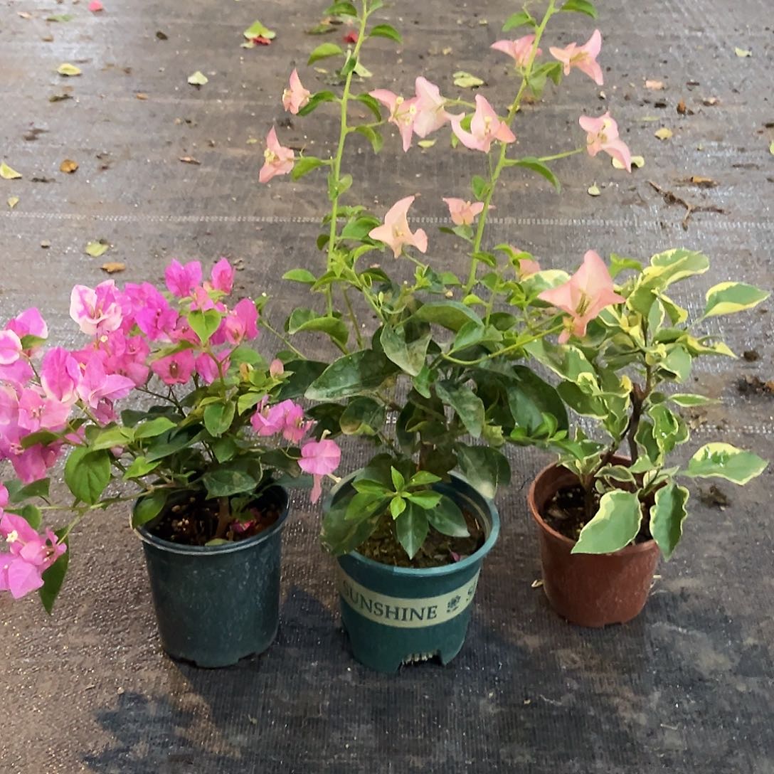 当前无花栽培后可以开花马斯，张红英，卡亚塔组合