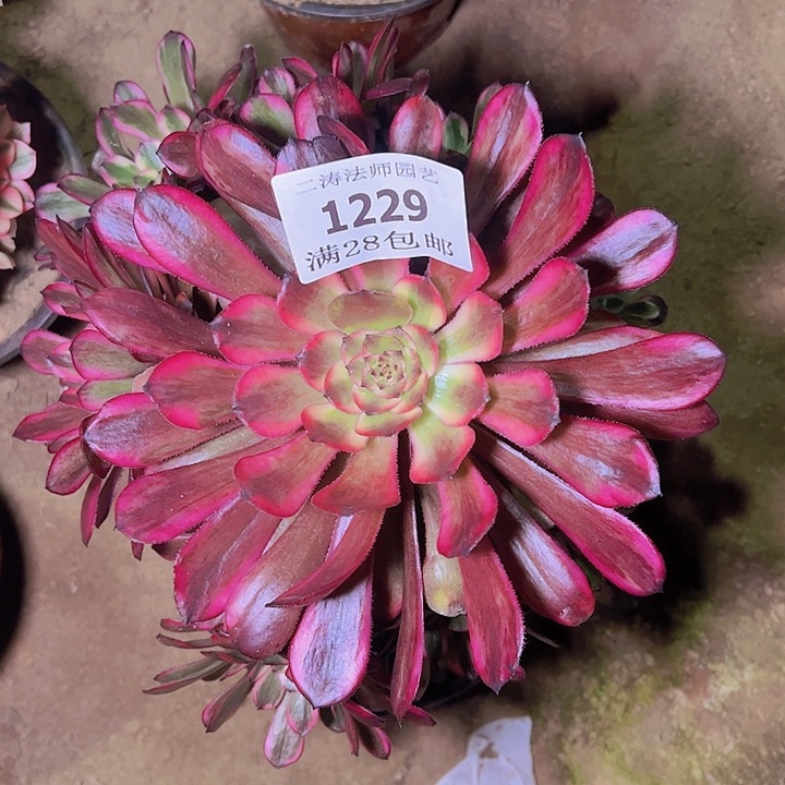 1229红金刚多肉老桩