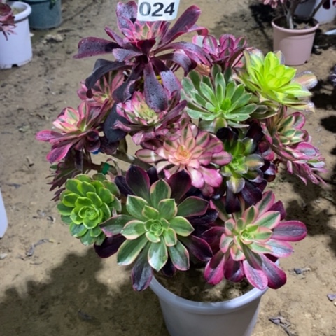 024嫁接多品种134567889