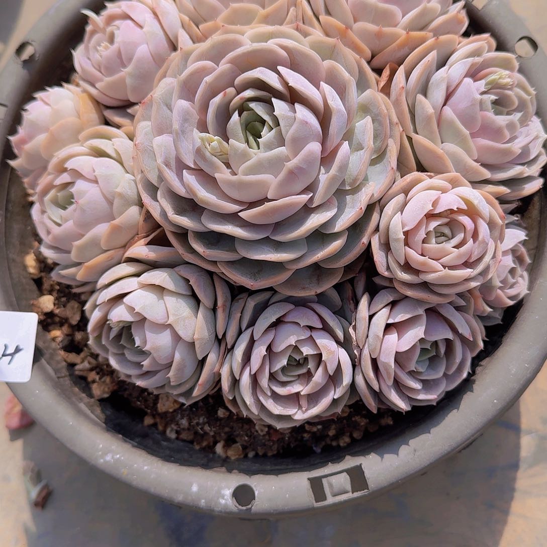 ?***剧2224蓝色惊喜多肉