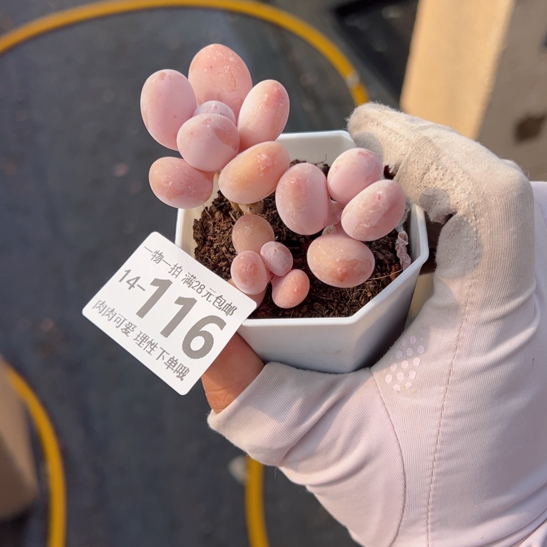 蛋黄奶多肉多肉多肉多肉多肉