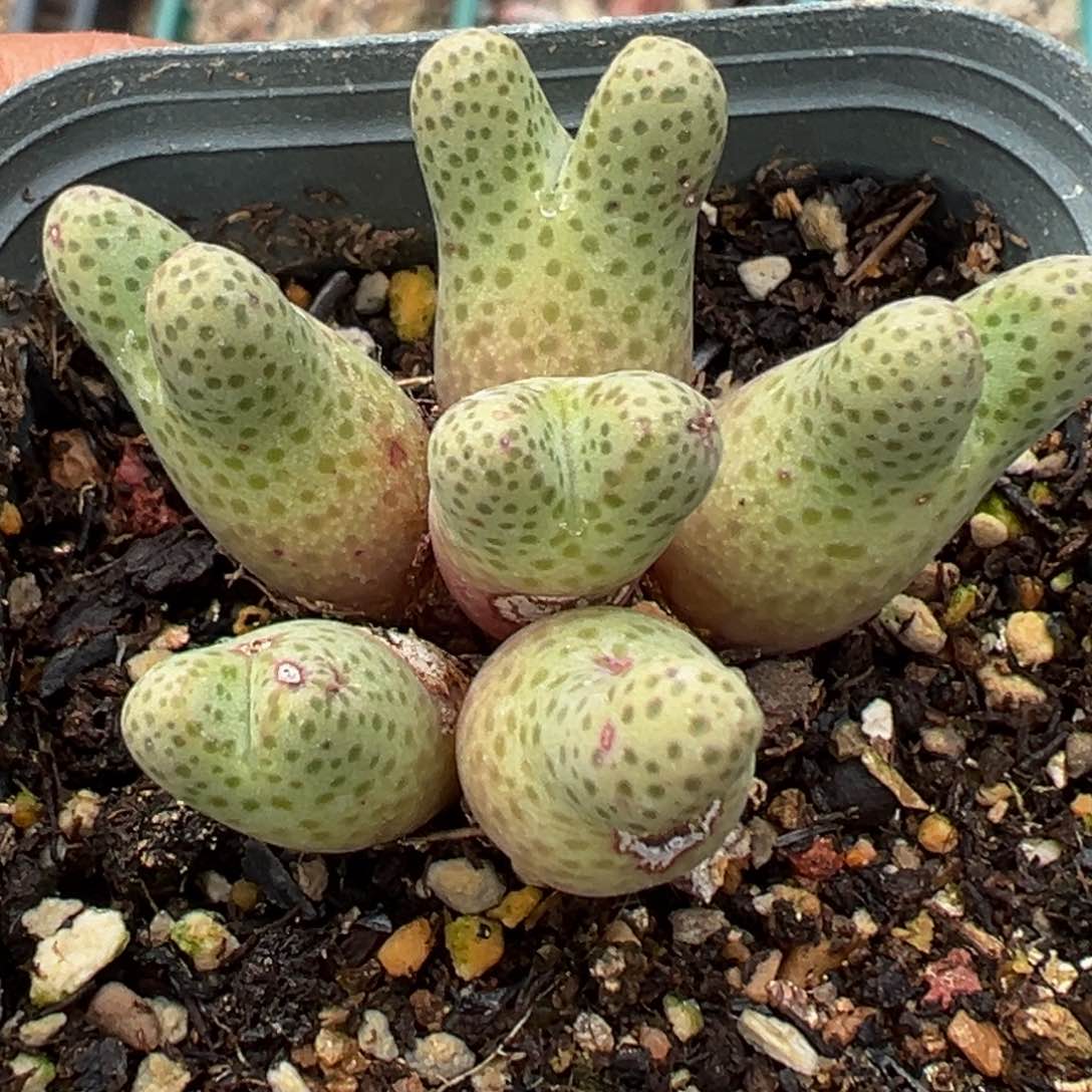 多肉植物1111111111111111