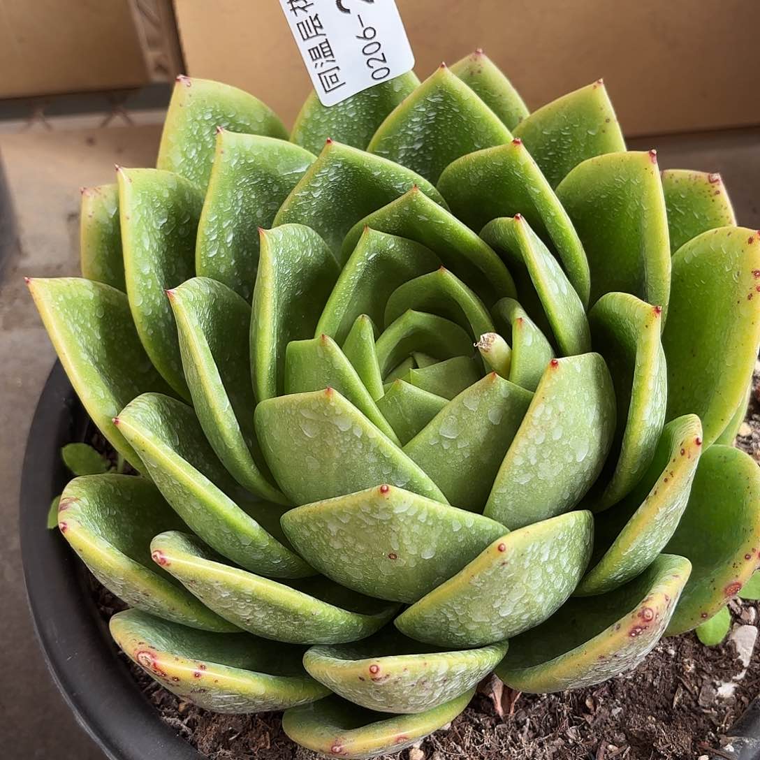 同温层多肉翠花225