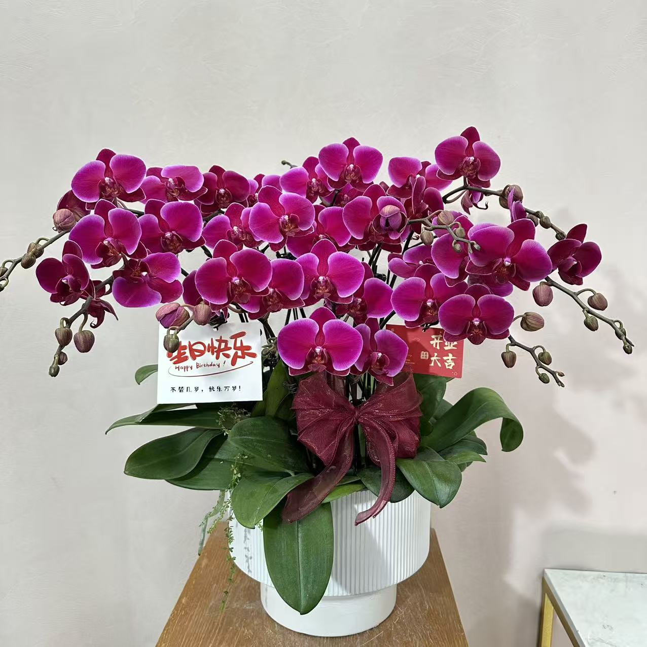 蝴蝶兰《红玫瑰》多花苞 红色系 耐开好养 轻奢高级 室内花花