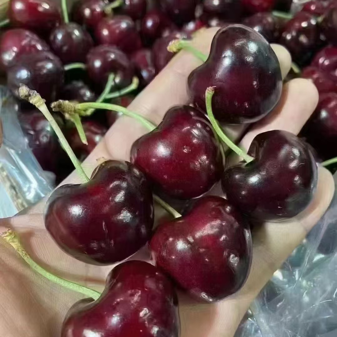 智利空运车厘子进口新鲜水果现货现发顺丰800g-5斤J-5J内附果径卡