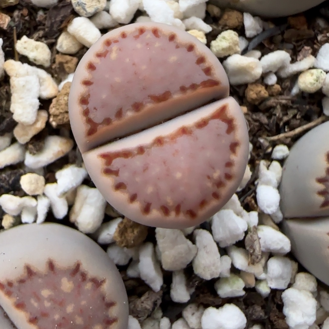 12.13.1621.013饼干.9128