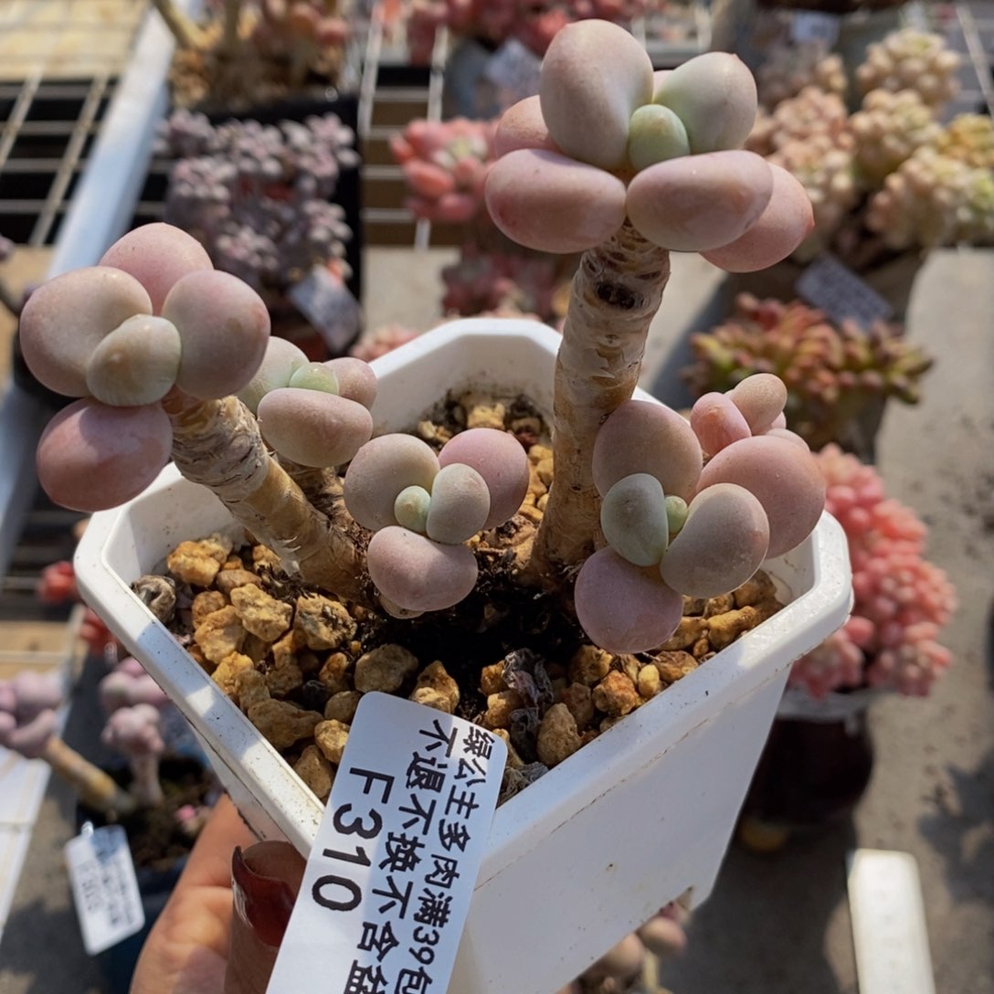 花朵洛神310/8c m