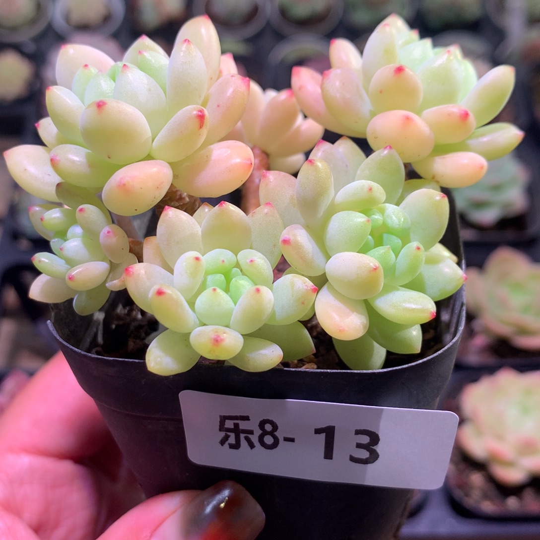 乐然 8-13 凝脂莲群 