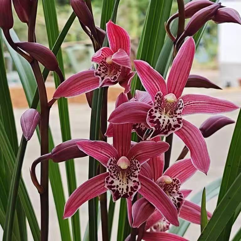 建兰 紫霞仙子 浓香型 花期6-12月份自然棚养殖兰花