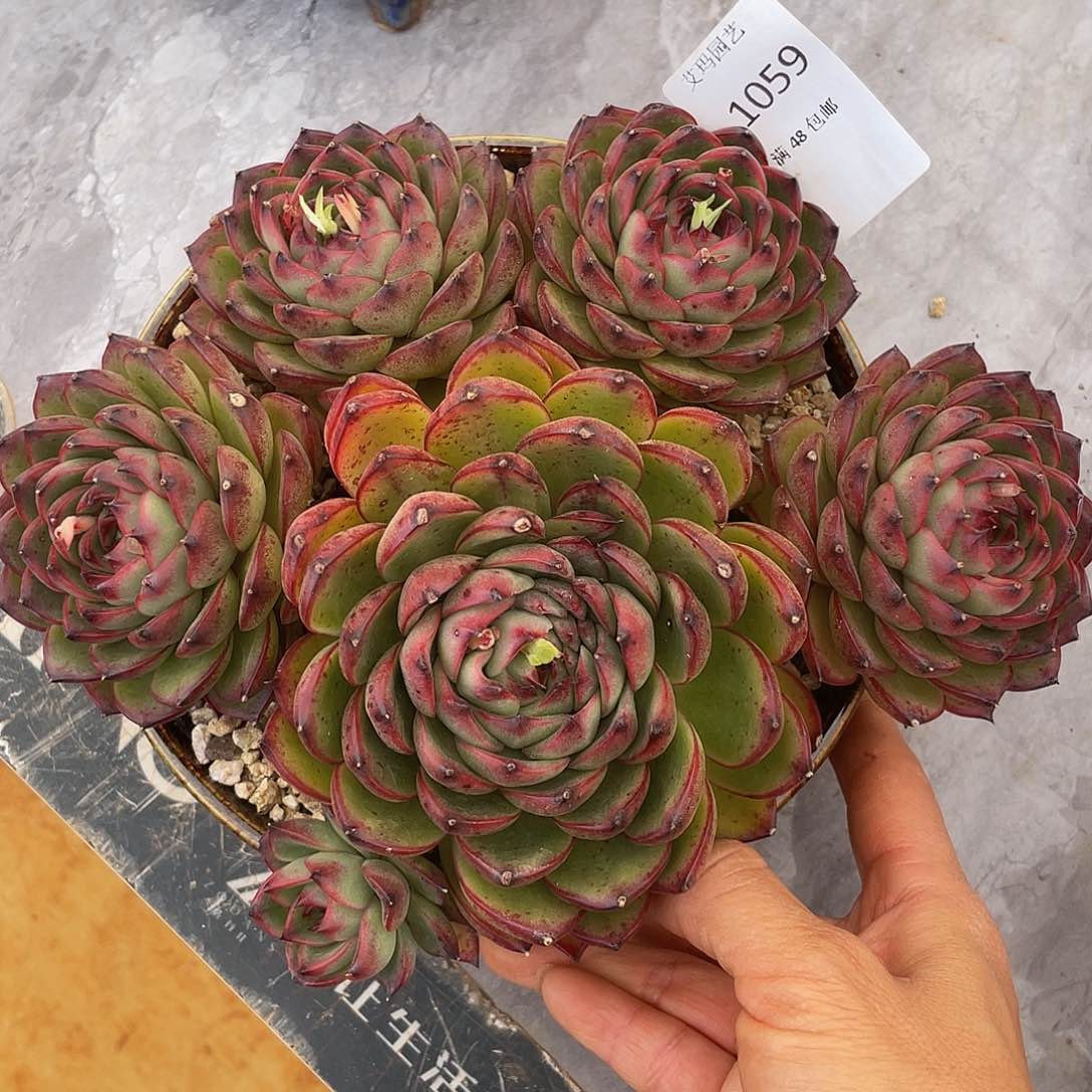 月亮石群生059多肉