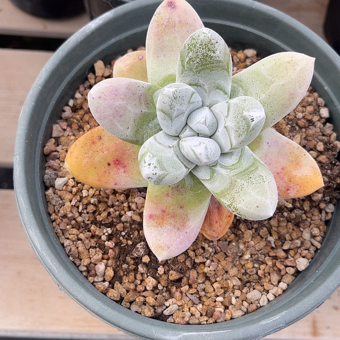 墨西哥野拇指小鹿多肉一物一拍