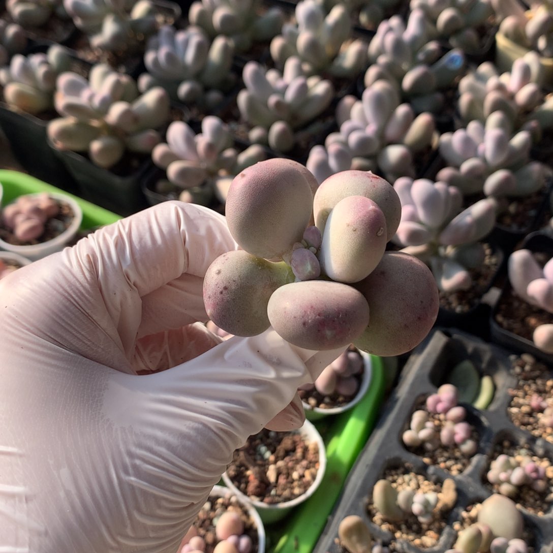 小屁桃奶酪多肉小屁桃