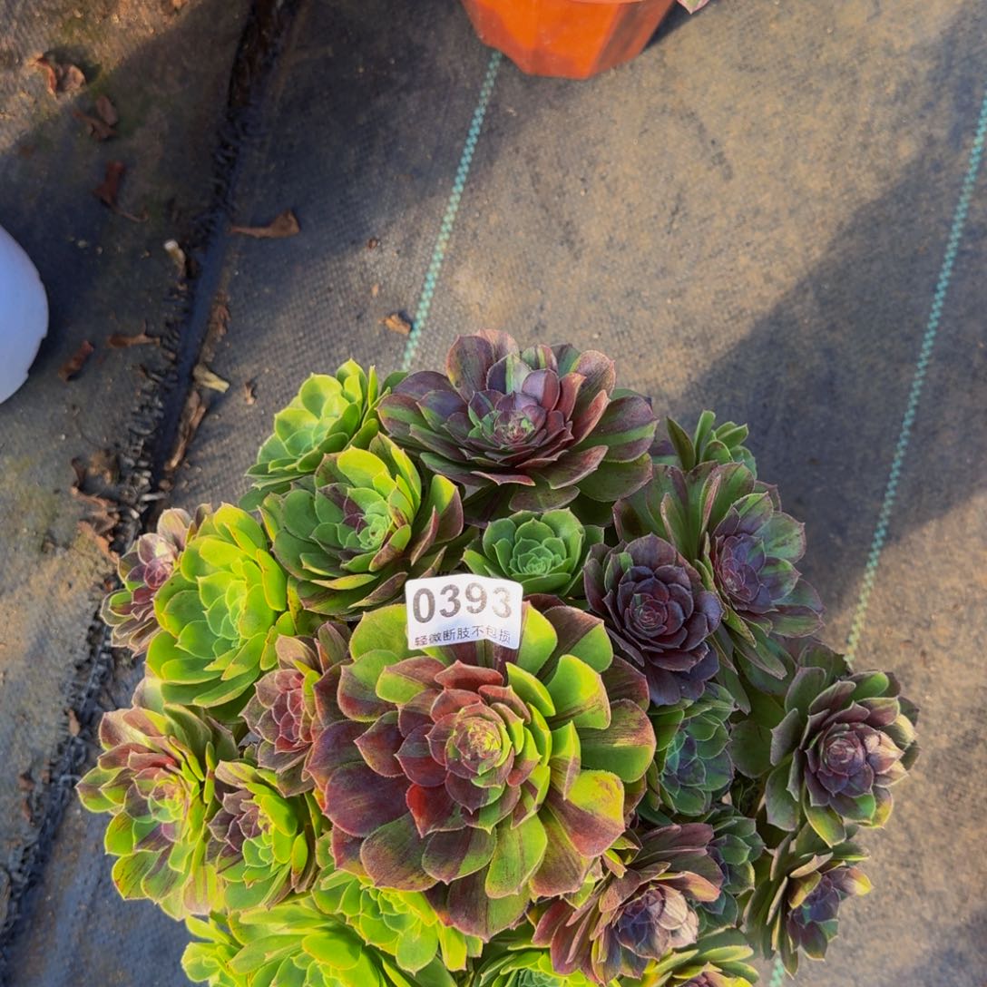 花月夜393333333333333