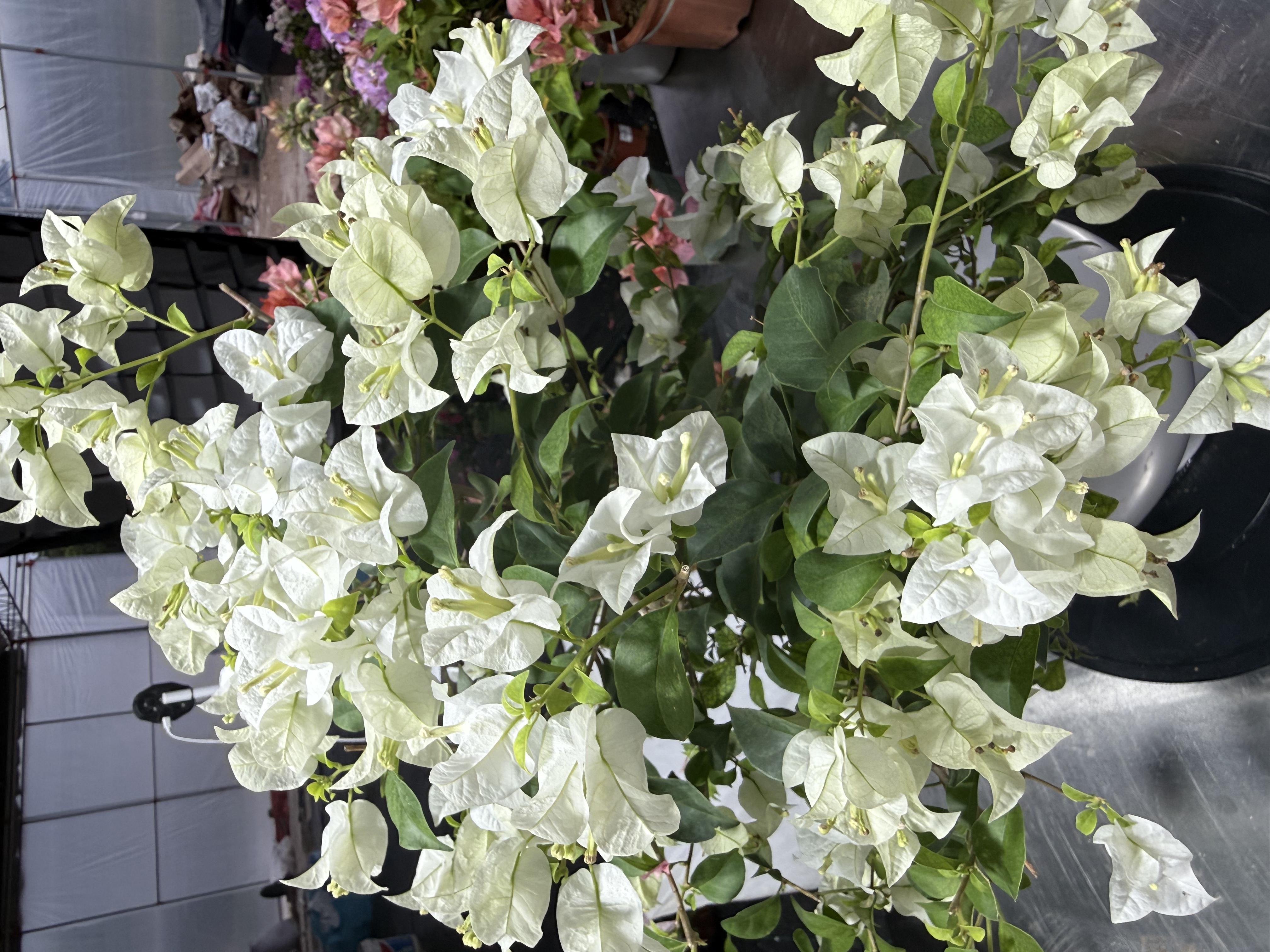 （闽南棠小高飘三角梅）