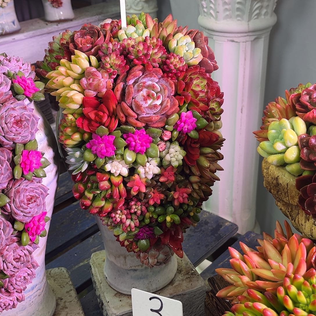 繁华多肉植物盆栽