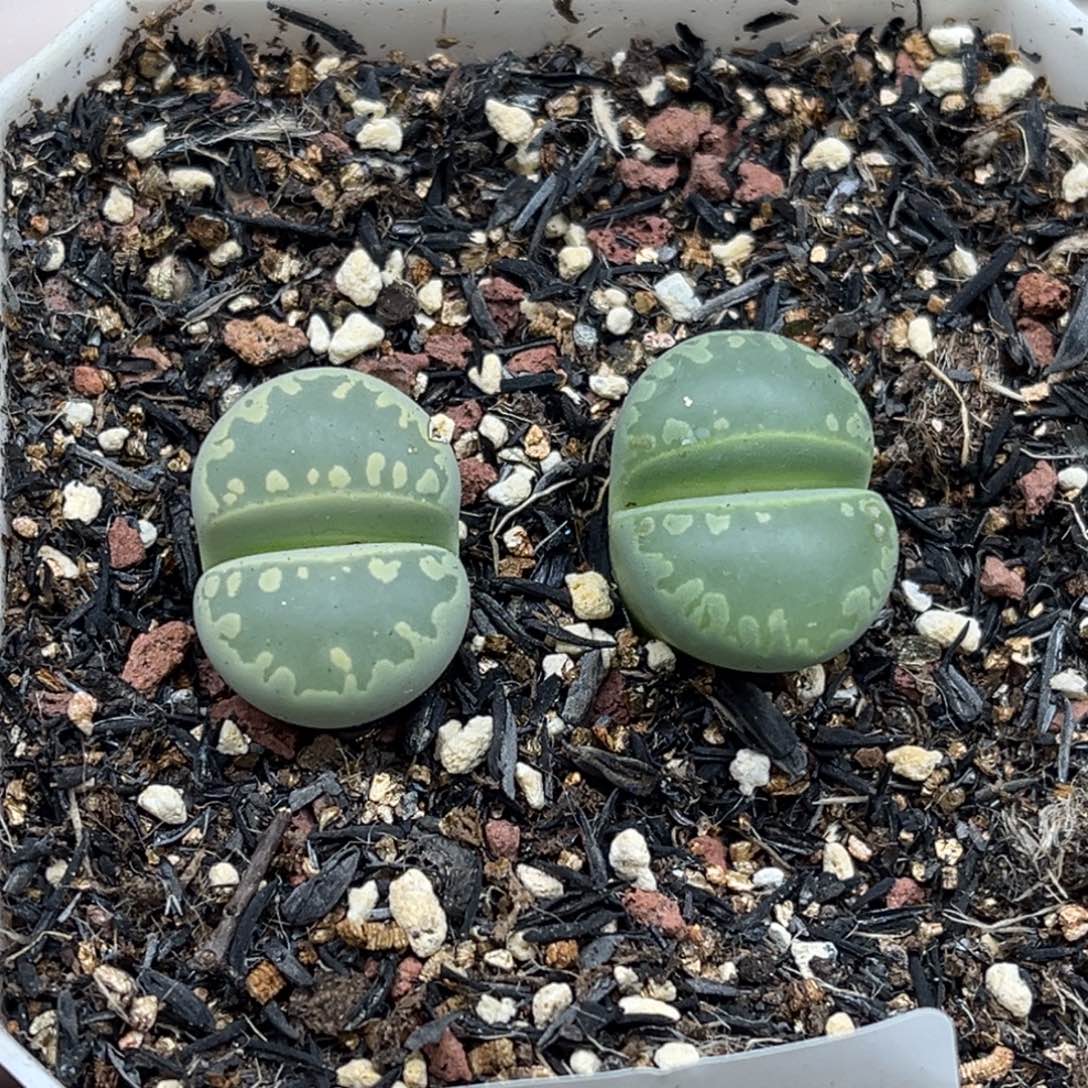 2091号一首两颗绿大牙