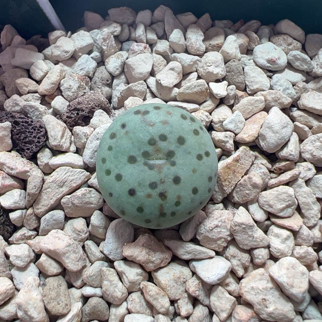 855优选火龙果安贞，