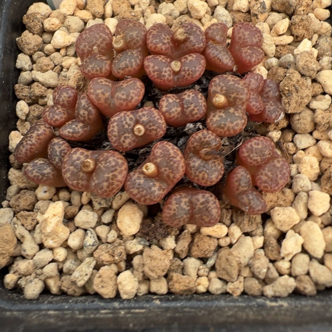 憨***达29-166肉锥多肉植物，