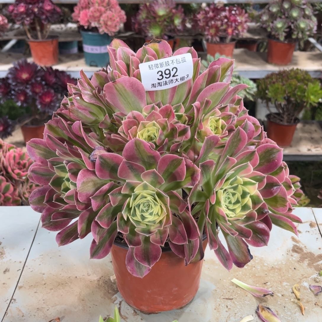 392白凤多肉植物法师