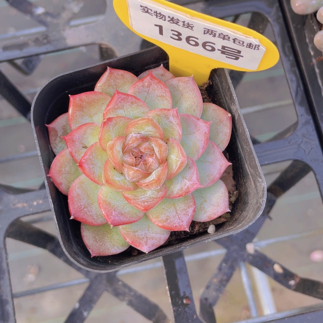 1366号 钻石玫瑰仙子