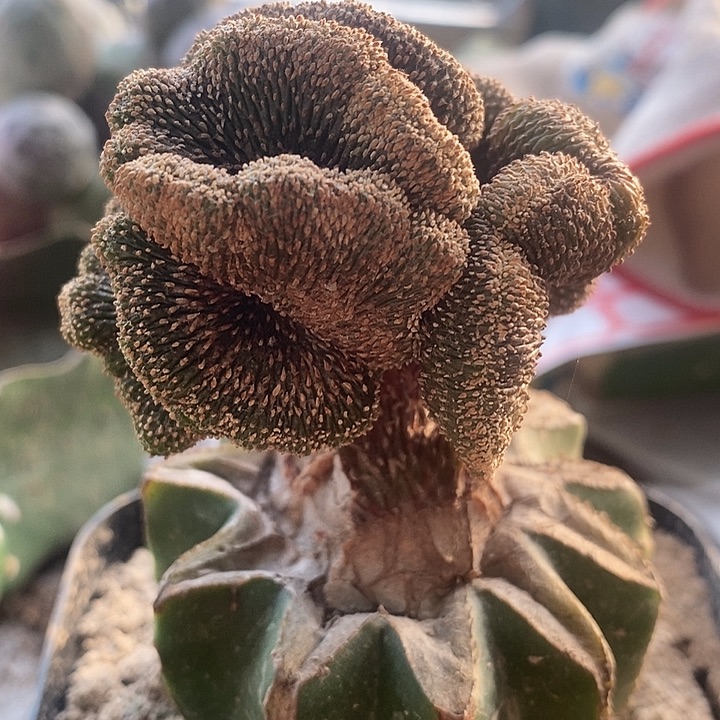 草球接球树形薄叶花笼缀化