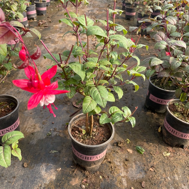 醉红颜老桩福利苗修剪不带花苞