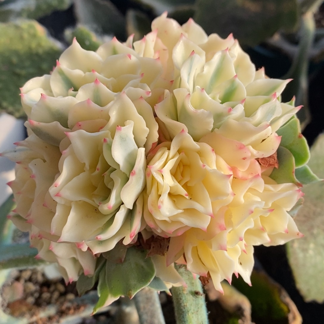 海啸锦 小方花圃一物一拍