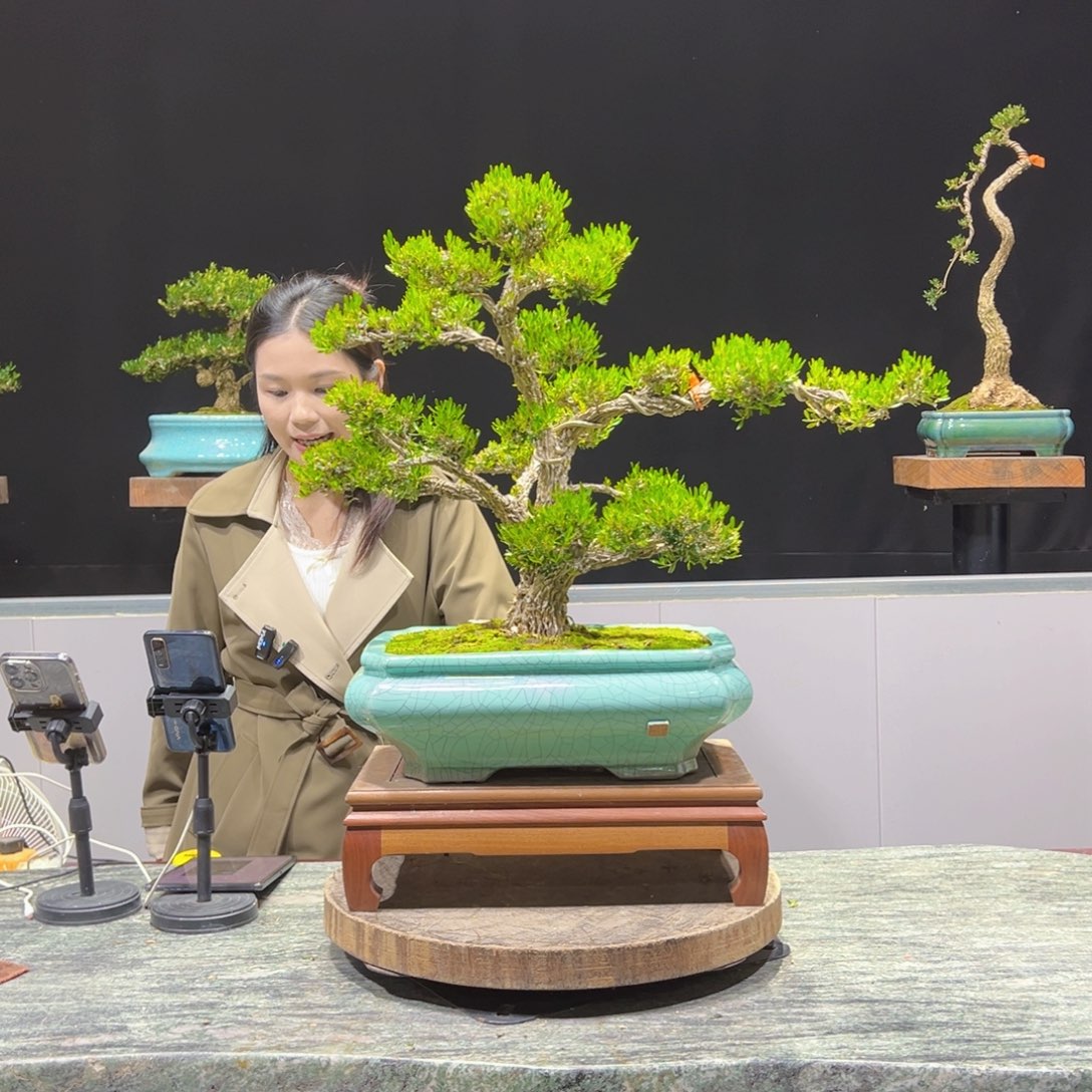 绿植黄杨盆景盆景