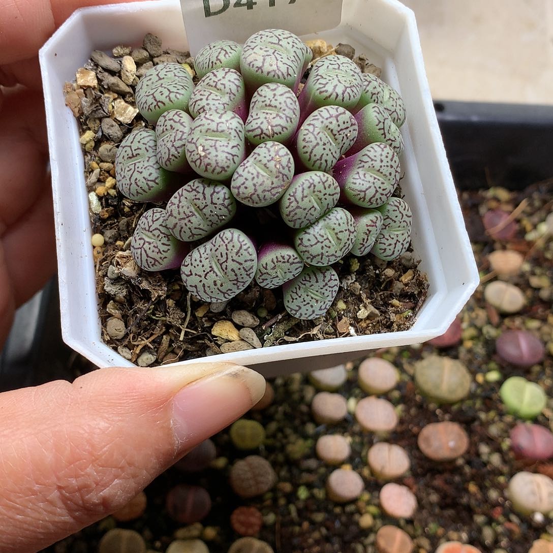 萌*丢D417多肉植物保护研究所