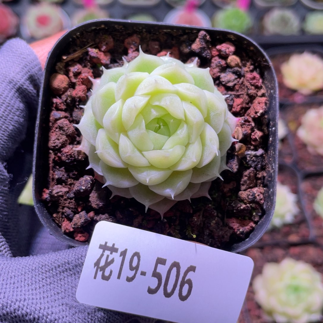 花利美19-506麦秆