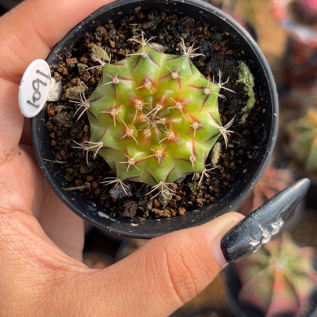 1091 泰系轮回 带盆土发货