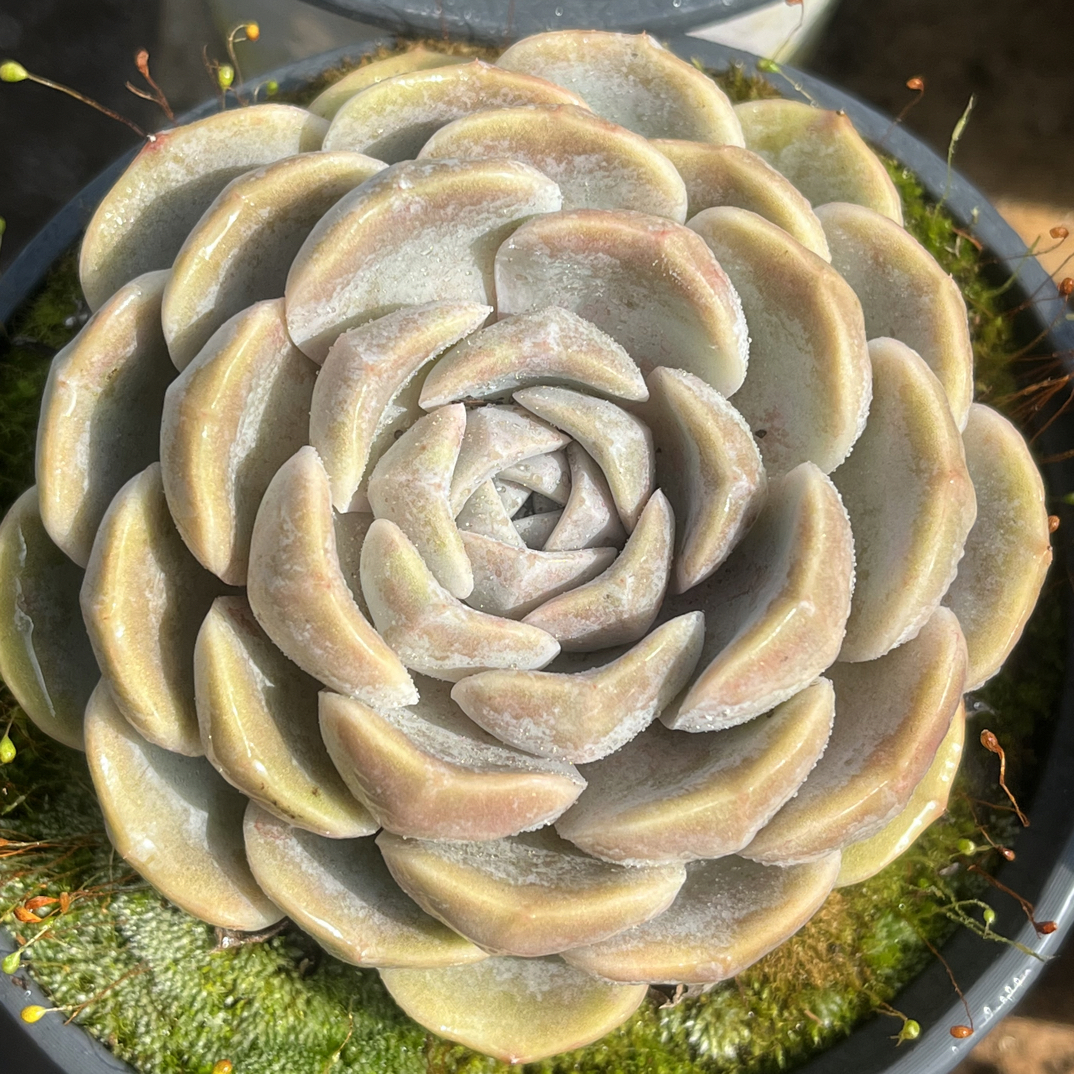 【任意下单即包邮】汉堡8-9厘米多肉植物，脱土发货