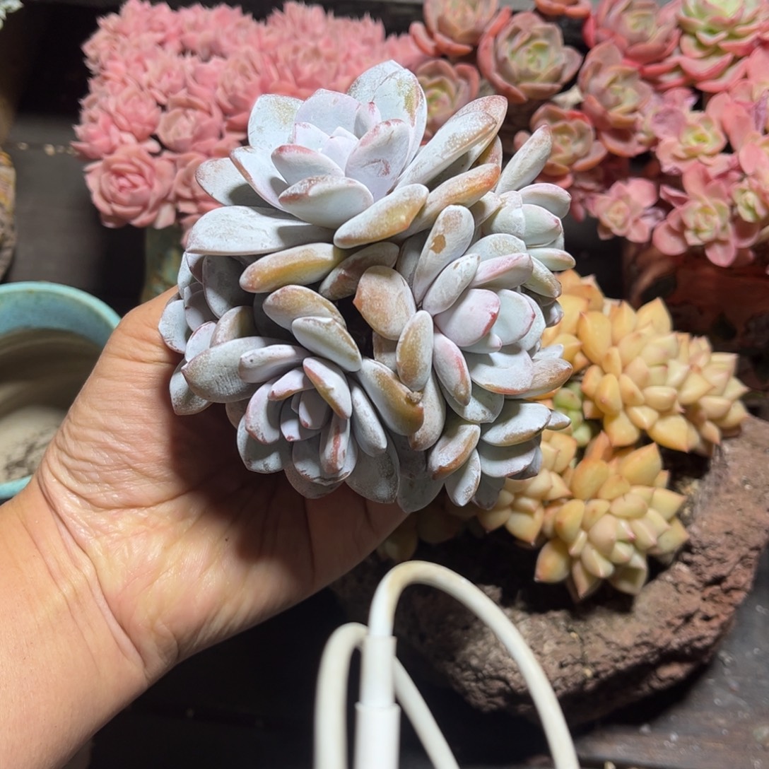 雪莲7头默认有砍群