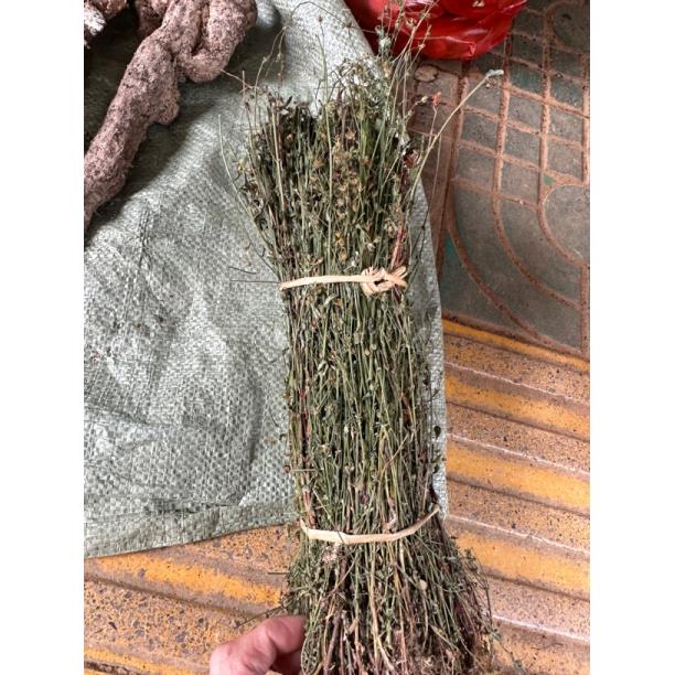 广西田基黄新货晒干田基黄地耳草全草整颗发货500克