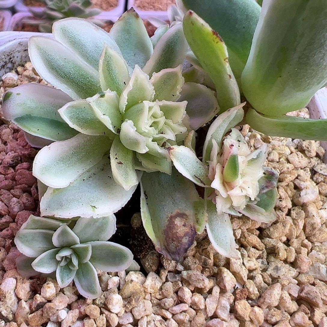 l***e山地玫瑰锦秋夕005号