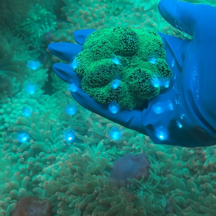 哈***～奶嘴海葵地毯➕25空运11111