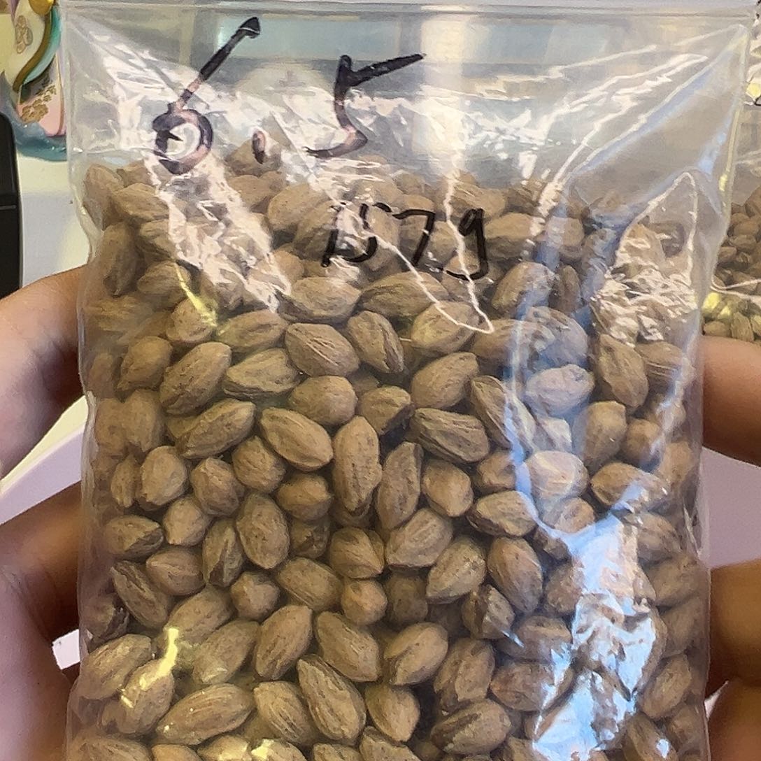 小***v吊坠柏香籽/百香籽