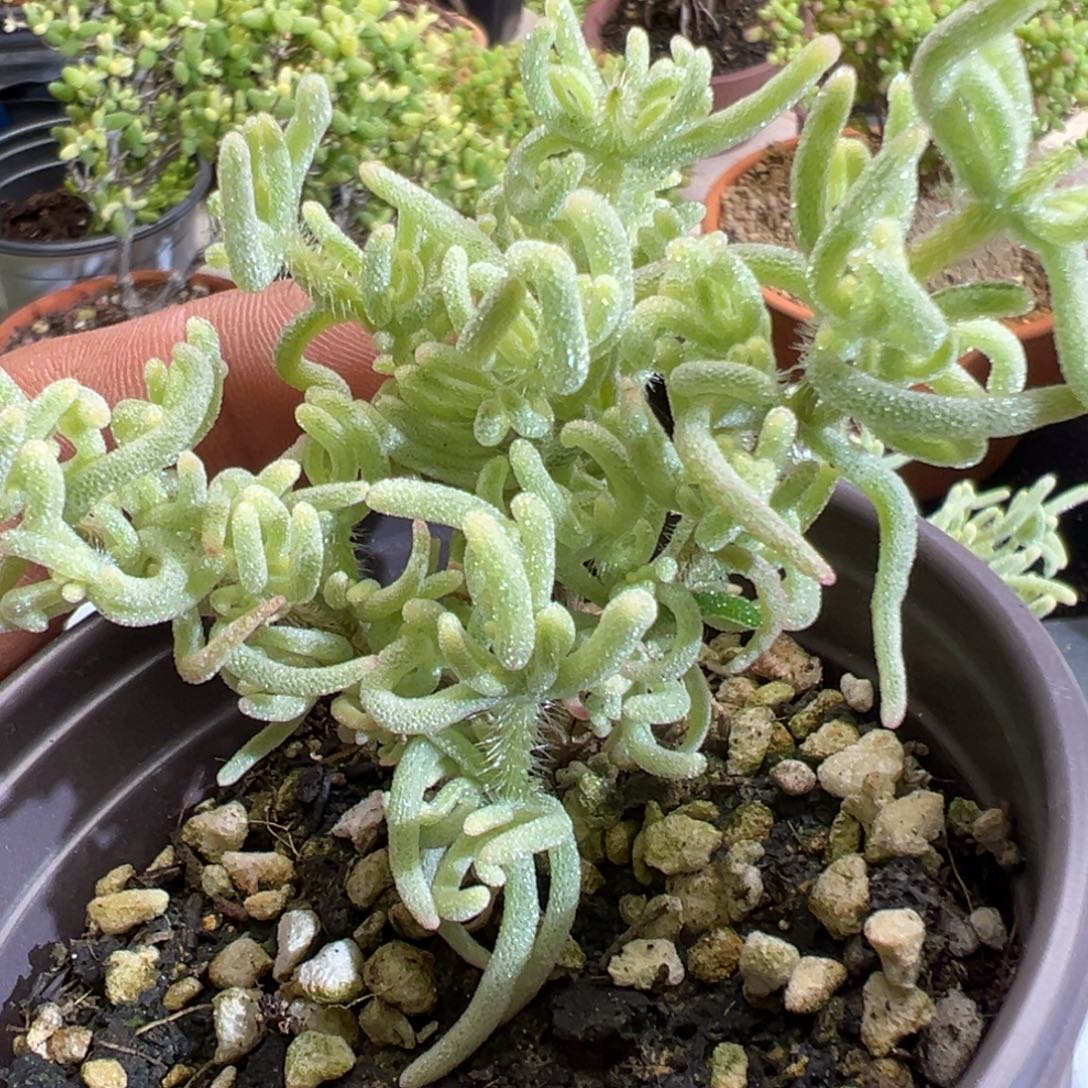 荧光兔白锦90杯老桩福利